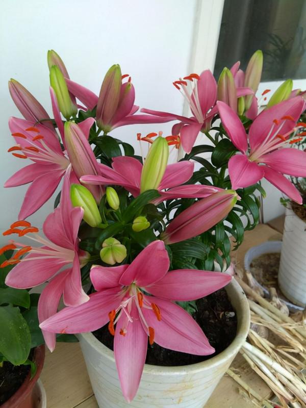 亞洲百合越養崽越多，越養開花越好，也許這就是種百合的樂趣吧