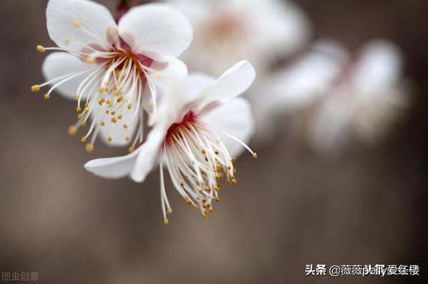 別人不挑剩下的也不給我，別被黛玉帶歪了，作者是要掰冷香丸的謊