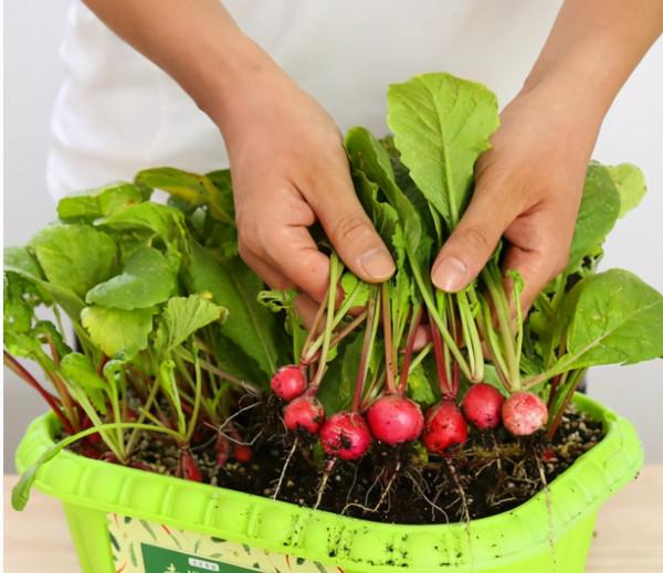 家庭主婦變“種菜達人”一天賣出400盆,把蔬菜當花養,前景誘人 家庭主婦變“種菜達人”一天賣出400盆,把蔬菜當花養,前景誘人