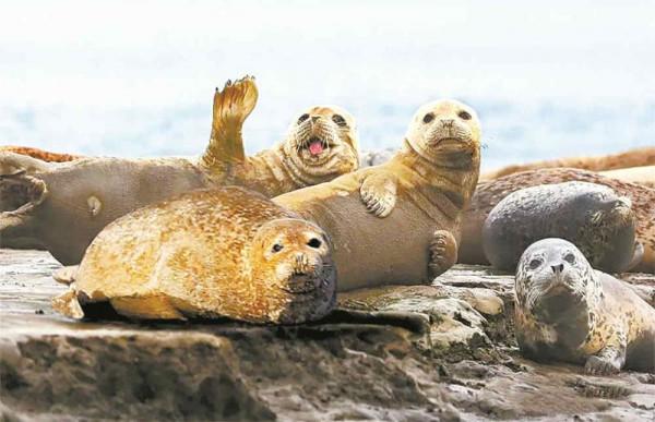 林草科普|斑海豹提前一月回到遼河口 林草科普|斑海豹提前一月回到遼河口