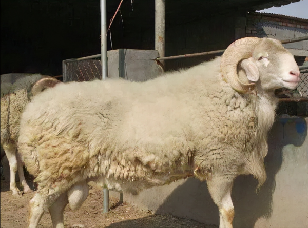 女子收玉米得肺炎?發黴的玉米多可怕?養羊的更要看 女子收玉米得肺炎?發黴的玉米多可怕?養羊的更要看