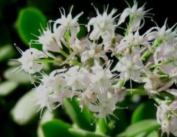 客廳見樹，家業穩固！適合客廳養的五種樹，大氣美觀，幸福感倍增