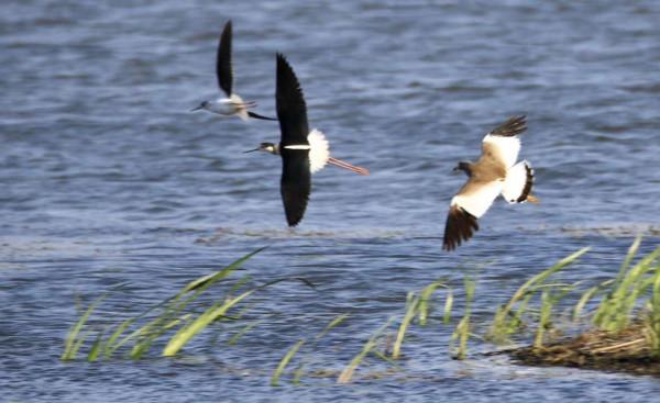生活在溼地的鷸鳥