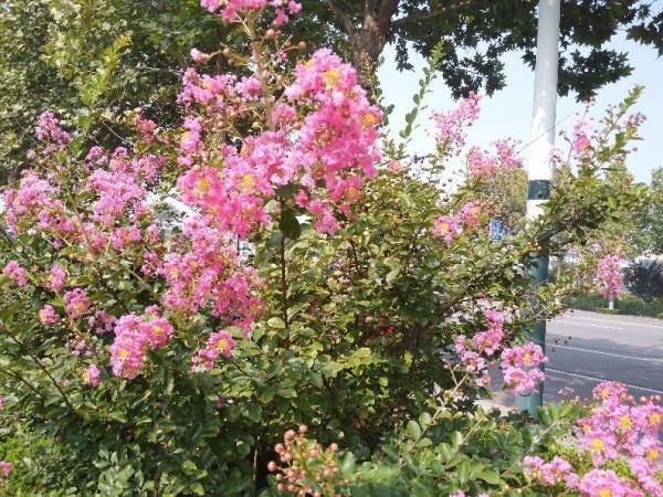 老年人秋季要“早臥早起”，對身體健康有好處