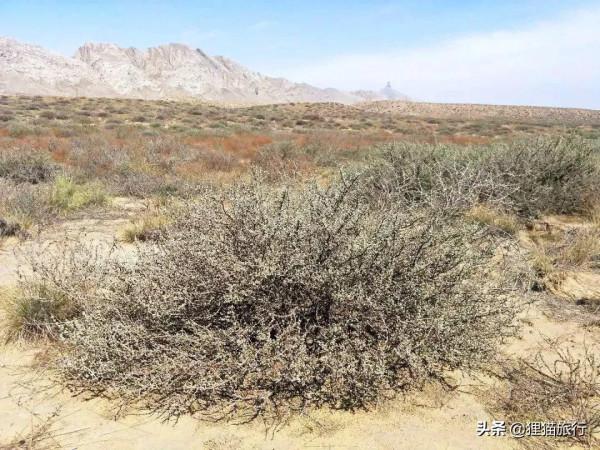 烏海不是海，是內蒙古的新興城市，這裡是黃河明珠、烏金之海