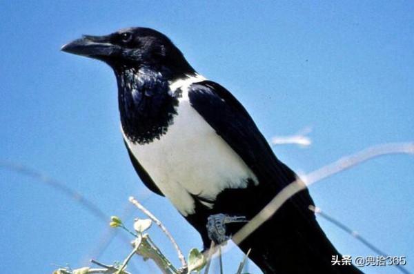 魚沒釣到撿了只怪鳥,江蘇一男子直接送到了派出所,網友:聰明 魚沒釣到撿了只怪鳥,江蘇一男子直接送到了派出所,網友:聰明