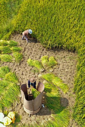 金秋澤雅,梯田稻浪美醉了 金秋澤雅,梯田稻浪美醉了