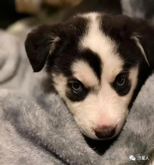 兩隻超高顏值的哈士奇相戀，可沒想到居然生下一隻斷案狗