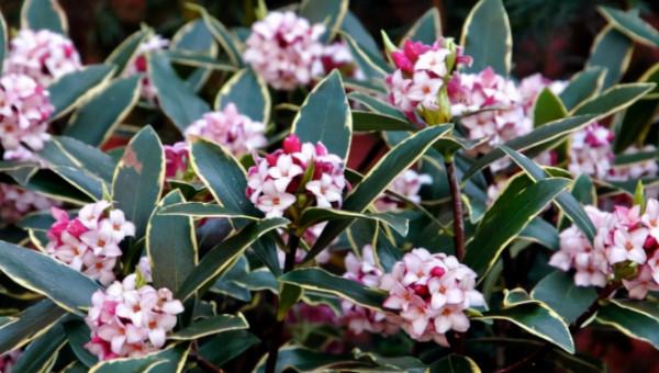 網購到金邊瑞香花，想要不打蔫，成活快，教你正確操作步驟