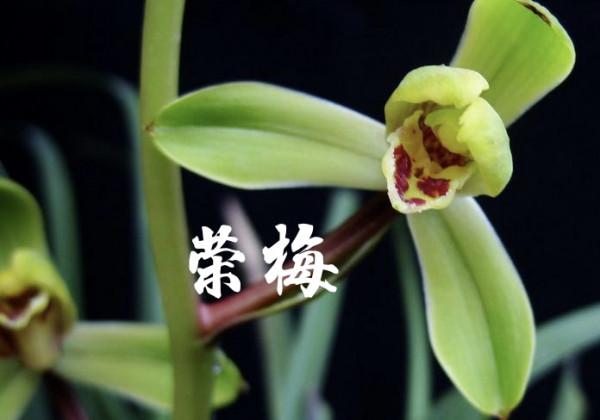 為什麼很多人養花養不活