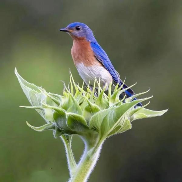 分享圖片&mdash;&mdash;美麗彩色小鳥集錦