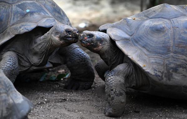 倫敦動物園的加拉帕戈斯象龜“喬遷新居”