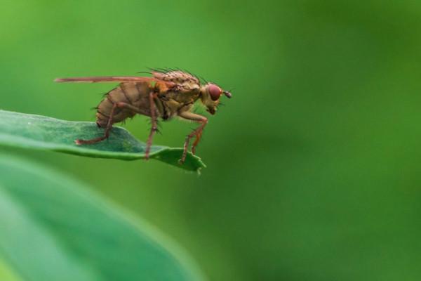 基因蚊子能消滅野生蚊子嗎？巴西用慘痛教訓給了我們答案