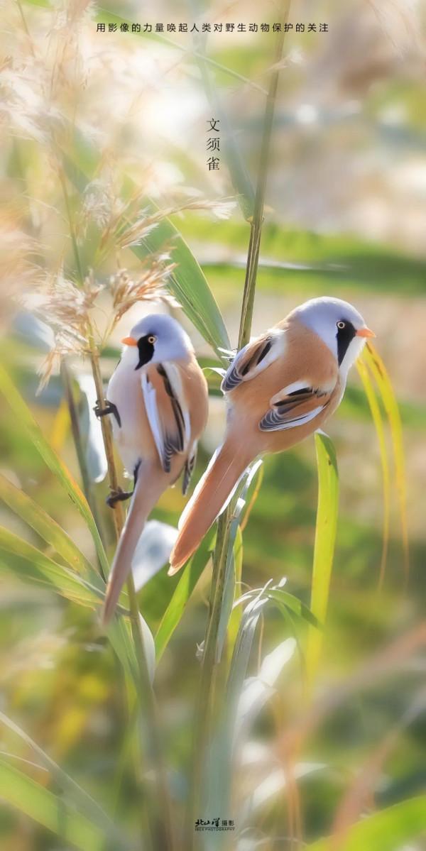 深冬,到新疆觀鳥,會有想不到的驚喜 深冬,到新疆觀鳥,會有想不到的驚喜