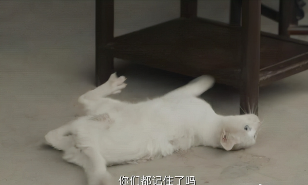 《當家主母》虐貓？這些影視劇的動物們也很慘，有些甚至立過功