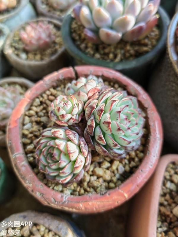 買多肉的路上漸行漸遠，嘴上說著不買了，身體還是很實誠