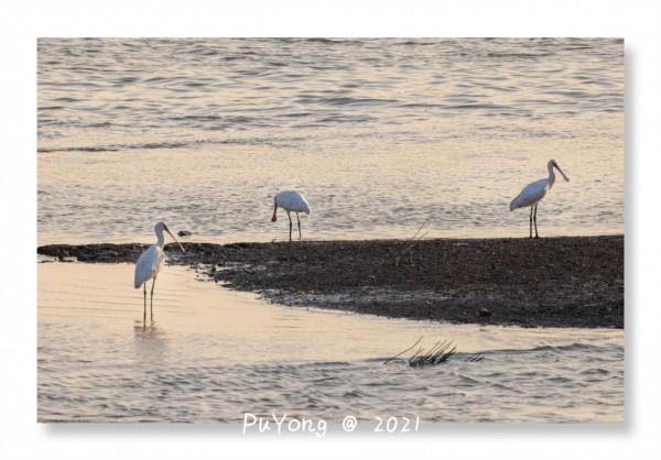 國家一級保護動物白鶴現身博望石臼湖