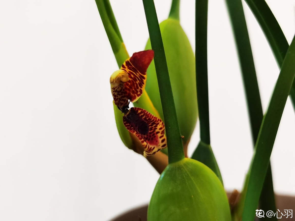 不常見的咖啡樹，結果後引得眾人圍觀，果子都被大媽們薅光