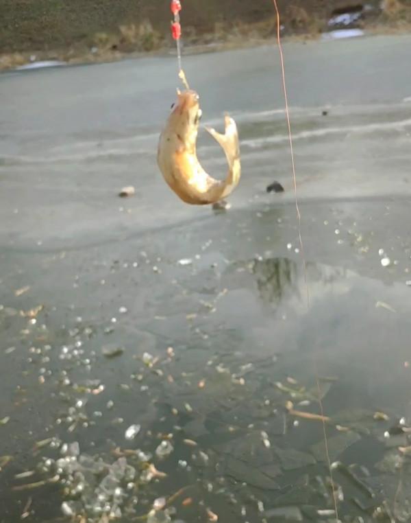 氣溫零下破冰垂釣,雙尾收杆漁獲爆盆 氣溫零下破冰垂釣,雙尾收杆漁獲爆盆