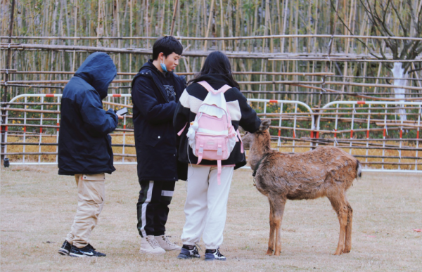 多圖預警｜鹿島公園&amp;趣玩萌寵節今日盛大開放