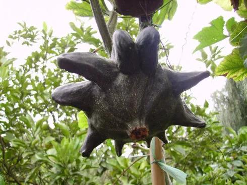 奇花異果有限公司年會（近百位奇花異果參加了本次年會）