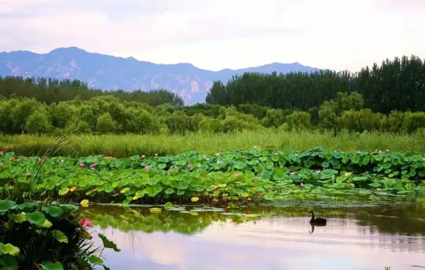 黃金週購房指南：中心城區僅3盤有少量剛需產品，朝陽區新盤最多