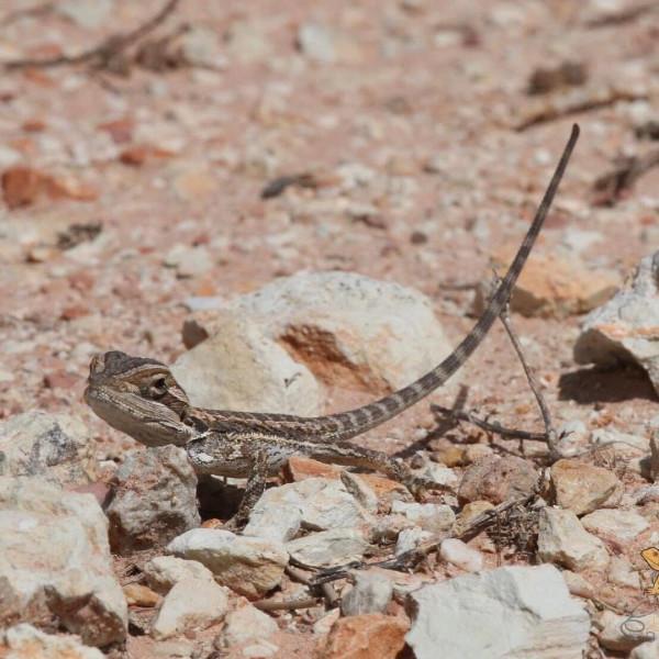 鬃獅蜥新手入門飼養指南