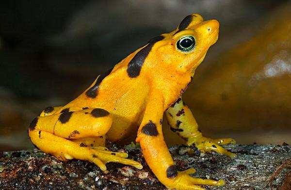 66張圖片帶你看看，那些有著驚豔“顏值”的動物