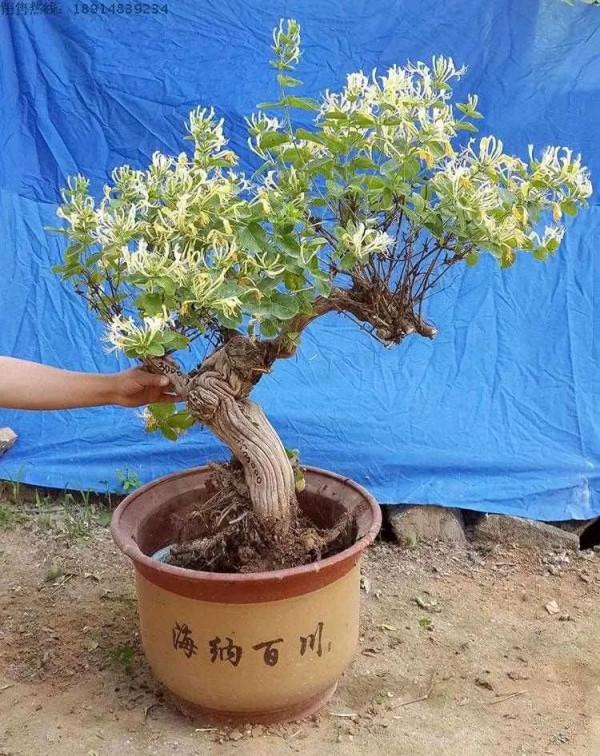 金銀花根系發達,一造型便“立竿見影”,輕鬆獲取盆景製作的歡樂 金銀花根系發達,一造型便“立竿見影”,輕鬆獲取盆景製作的歡樂