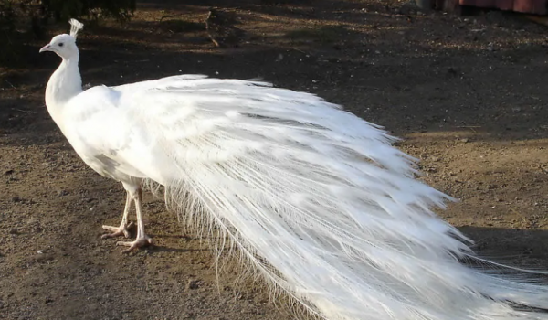 66張圖片帶你看看，那些有著驚豔“顏值”的動物