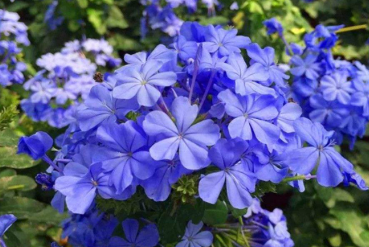 藍雪花可以做棒棒糖，也能做&OpenCurlyDoubleQuote;花牆&rdquo;，記住4步，持續開花大半年