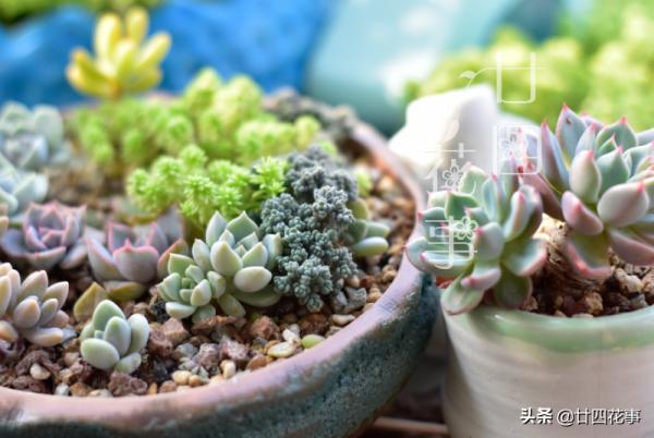秋天養多肉,運用3要素合理虐養,適當“進補”,養出果凍小胖墩 秋天養多肉,運用3要素合理虐養,適當“進補”,養出果凍小胖墩