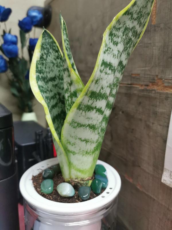 4種植物超怕水，水一多就爛，“放養”才能長得好