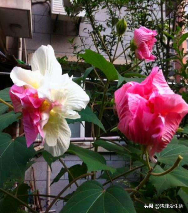 “人養花，花也養人”，6種吉祥花，開花美麗，“養人”又旺家