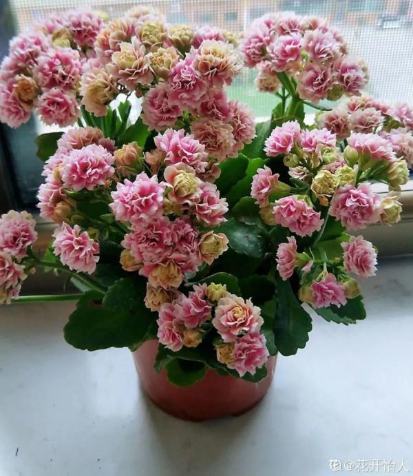 10種花得窮養,盆越小、水越少,越長得旺 10種花得窮養,盆越小、水越少,越長得旺