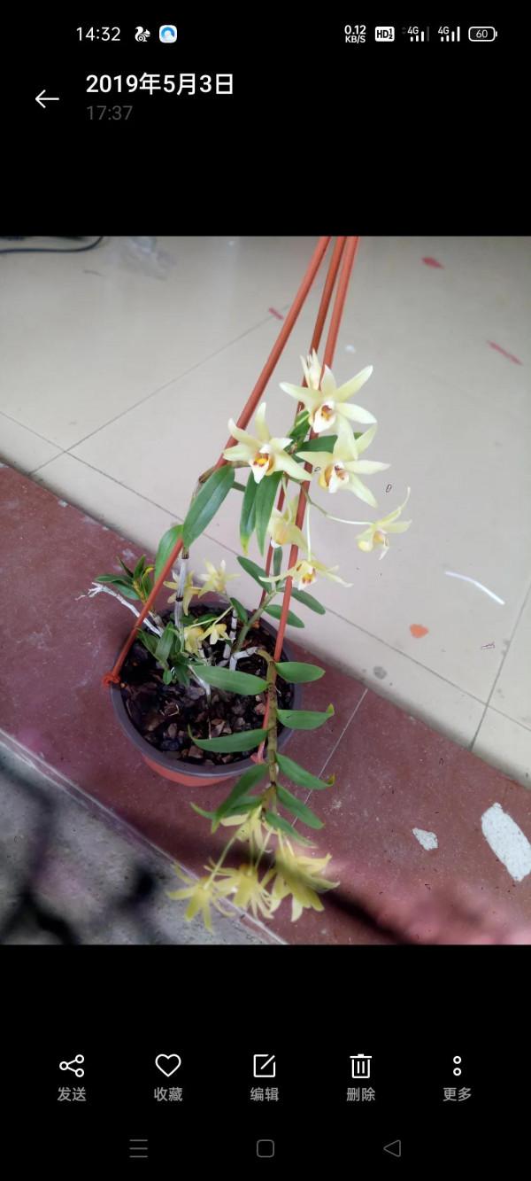 石斛M種養法，同樣枯萎