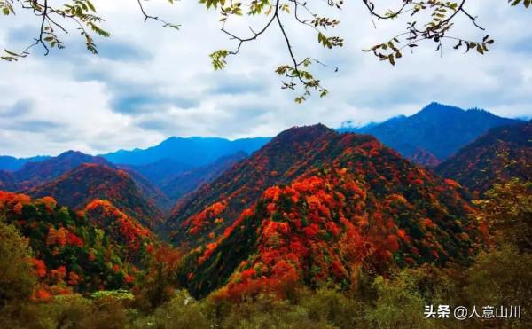 明天,相約唐家河,紅透你的心,把你醉倒在十月的深秋裡 明天,相約唐家河,紅透你的心,把你醉倒在十月的深秋裡