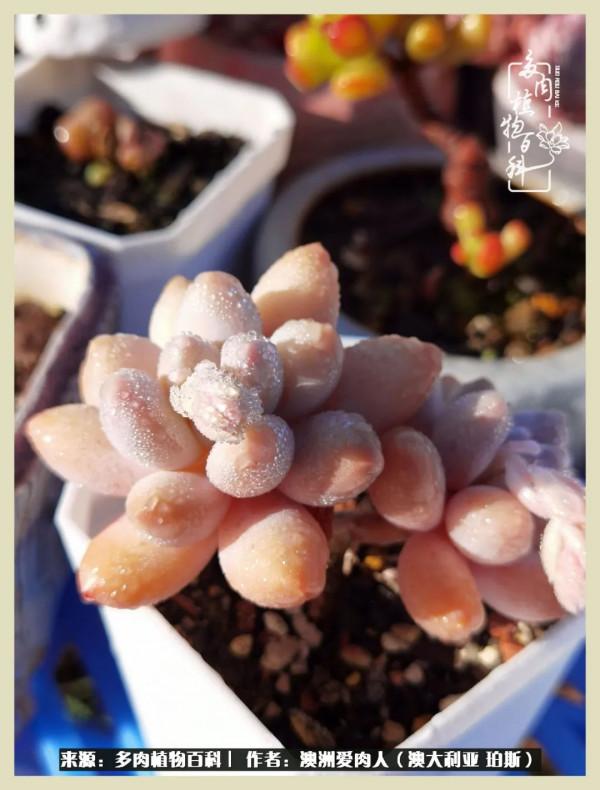 多肉變胖純屬正常,我的變胖卻是工傷 多肉變胖純屬正常,我的變胖卻是工傷