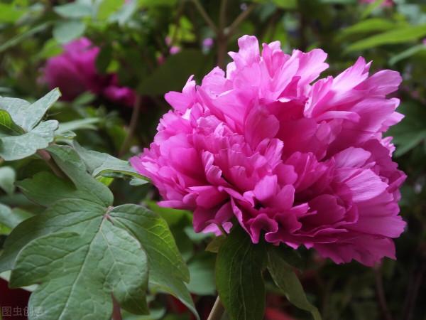 養花的三大境界,你在哪一層? 養花的三大境界,你在哪一層?