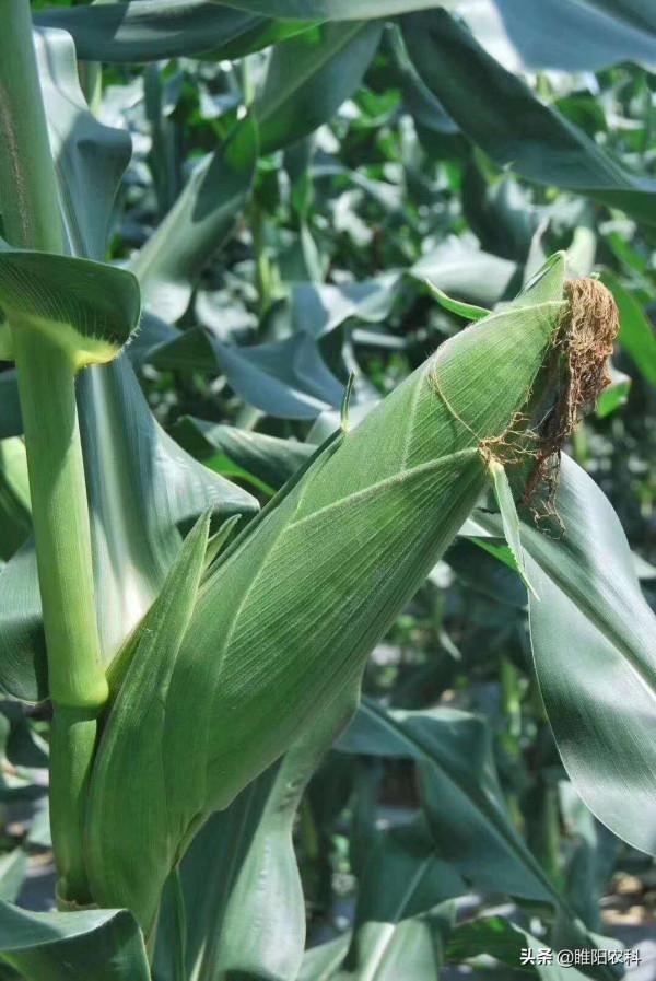 河南的這幾個玉米新品種，抗病抗倒又高產，最適合黃淮海種植