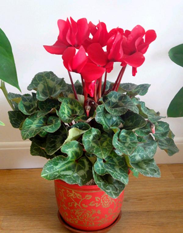 20種年宵花,高階又大氣,吉祥還旺財,現在買最便宜 20種年宵花,高階又大氣,吉祥還旺財,現在買最便宜