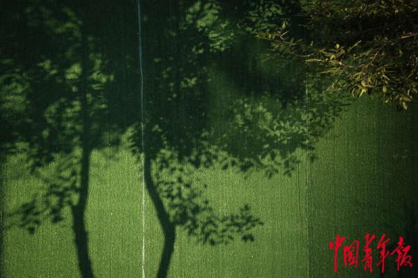 北京進入銀杏最佳觀賞期 北京進入銀杏最佳觀賞期