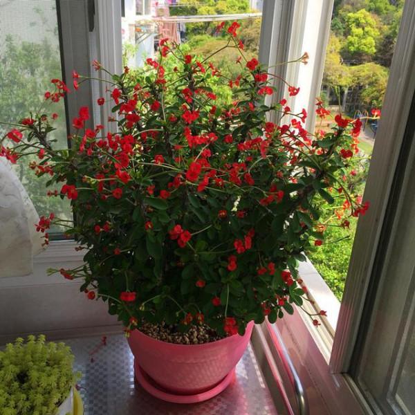 6種&OpenCurlyDoubleQuote;皮實花&rdquo;，管得越少越愛長，養成&OpenCurlyDoubleQuote;大花樹&rdquo;，高檔又貴氣