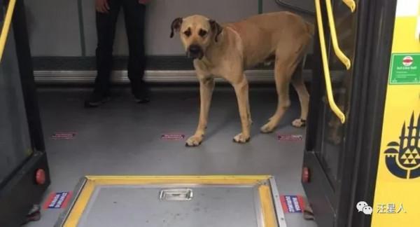 土耳其一隻流浪狗火了，它每天搭地鐵去旅行，網友贊爆
