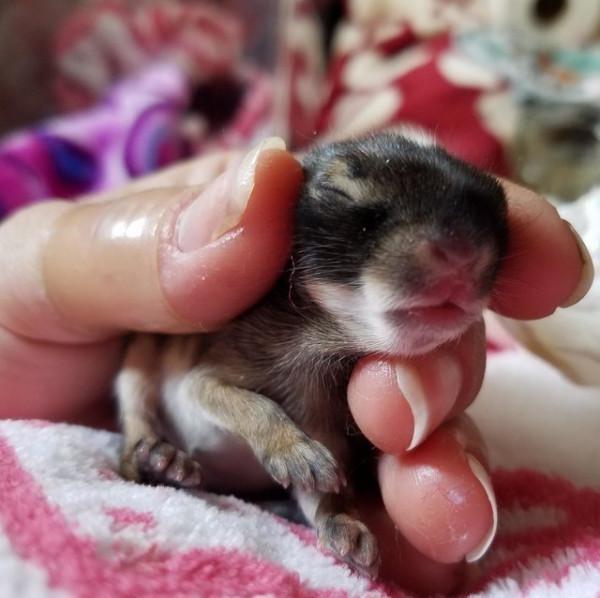 母狗把幼崽叼到你面前，原來它是這樣認為的