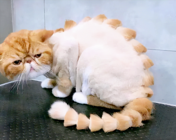 為何不能輕易為狗貓剃毛