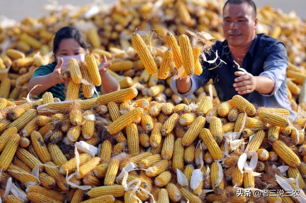 玉米早收沒有晚收好？晚收真的能高產？玉米什麼時候收穫產量最高