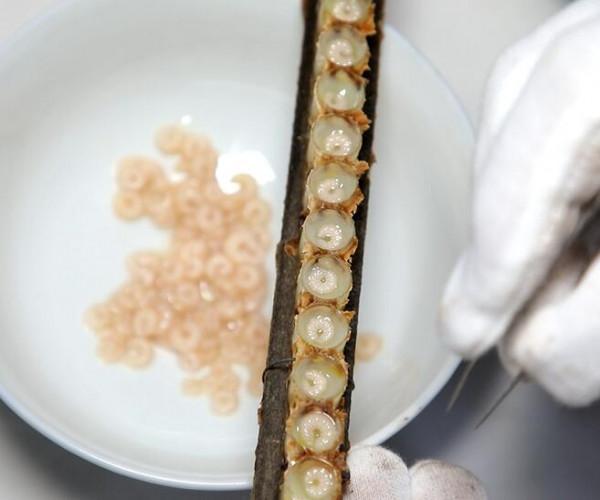 女性吃蜂王胎有什麼好處？