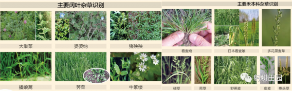 小麥返青期苗情綜合研判及田管建議
