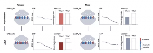Nat Neurosci揭秘：男女學習記憶能力差異什麼時候開始發生？